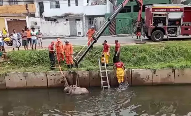 Animal ficou atolado em canal