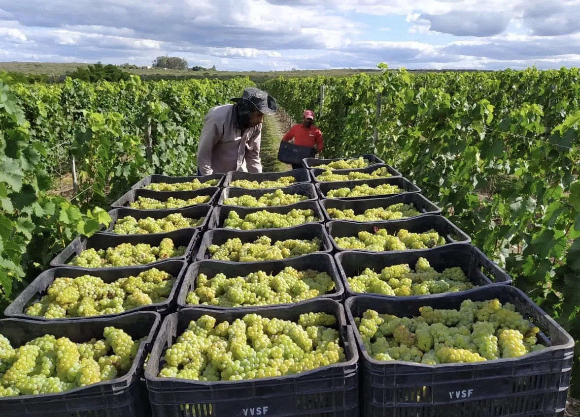 A Chapada Diamantina oferece condições climáticas consideradas ideais para o cultivo das uvas