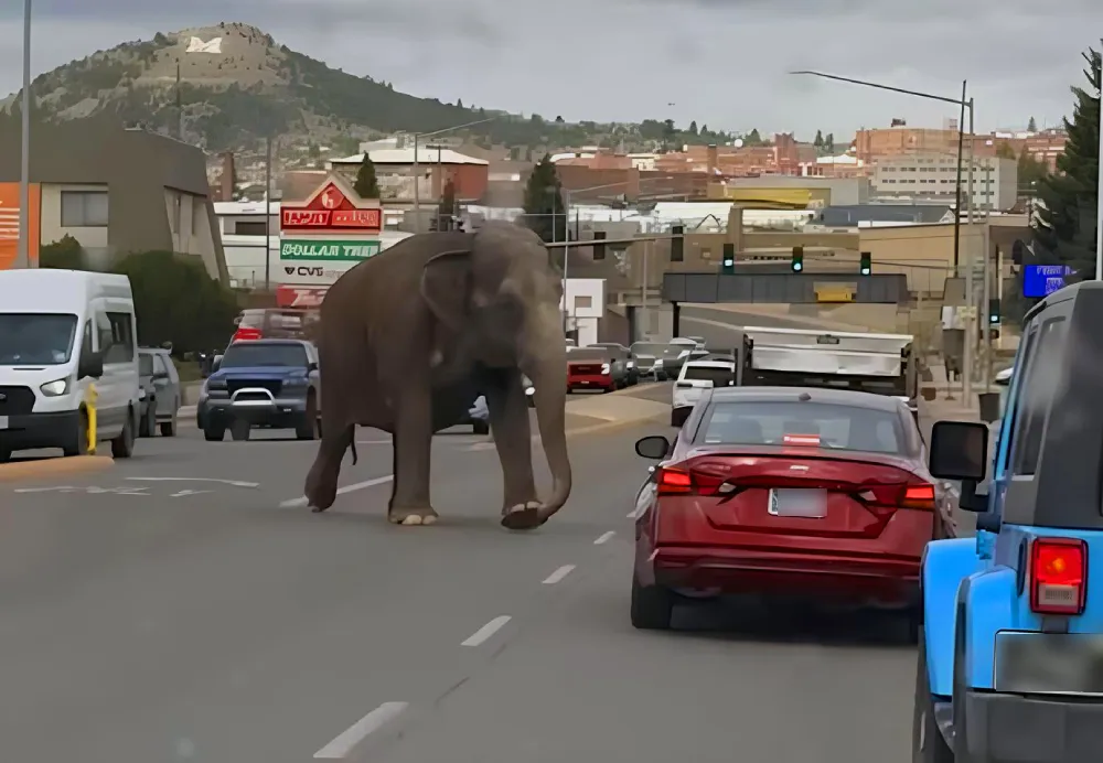 Animal passou por carros e prédios da cidade de Butte, em Montana.