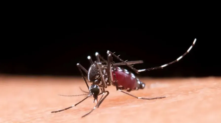 O Brasil alcançou a marca de 3 milhões de casos prováveis de dengue apenas neste ano