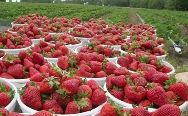 A Chapada Diamantina tem potencial para produção de frutas vermelhas, sendo o morango o carro-chefe