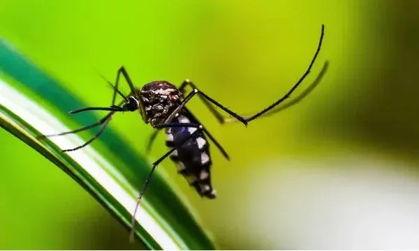 Em 2024, foram registrados também dois óbitos por Chikungunya