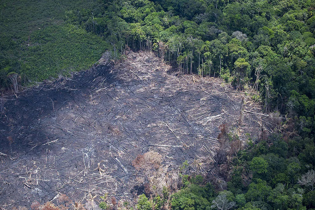 ONG britânica acusa H&M e Zara de vínculos com desmatamento no Brasil