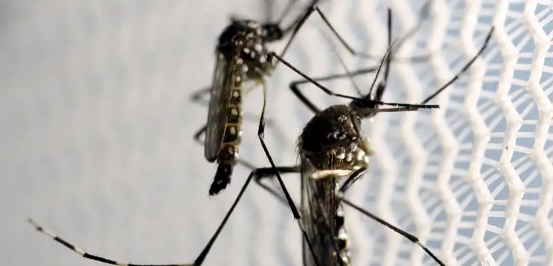 Imagem ilustrativa da imagem Quase 4 bilhões de pessoas correm risco de infecção pelo Aedes