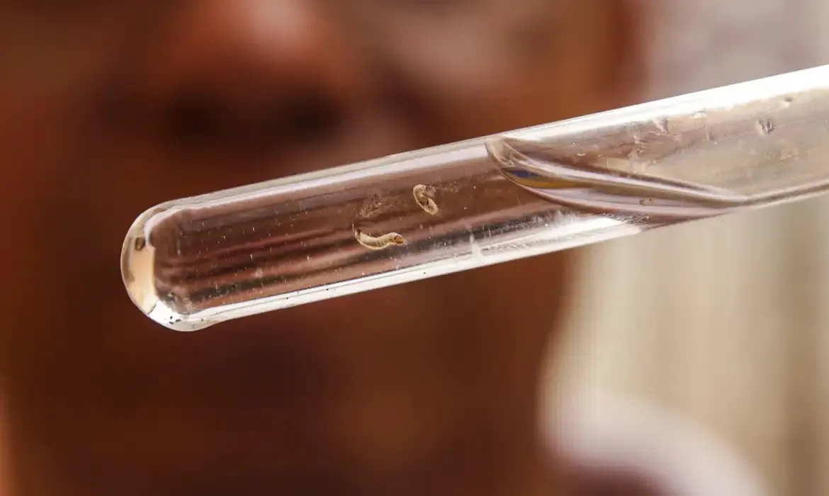 Larva do Aedes aegypti, mosquito transmissor da dengue