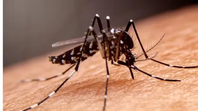 Neste ano, foram notificados 16.771 casos prováveis de dengue