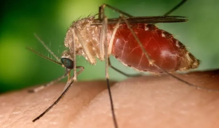 Febre do Oropouche é transmitida pelo Culicoides paraensis, conhecido como maruim ou mosquito-pólvora