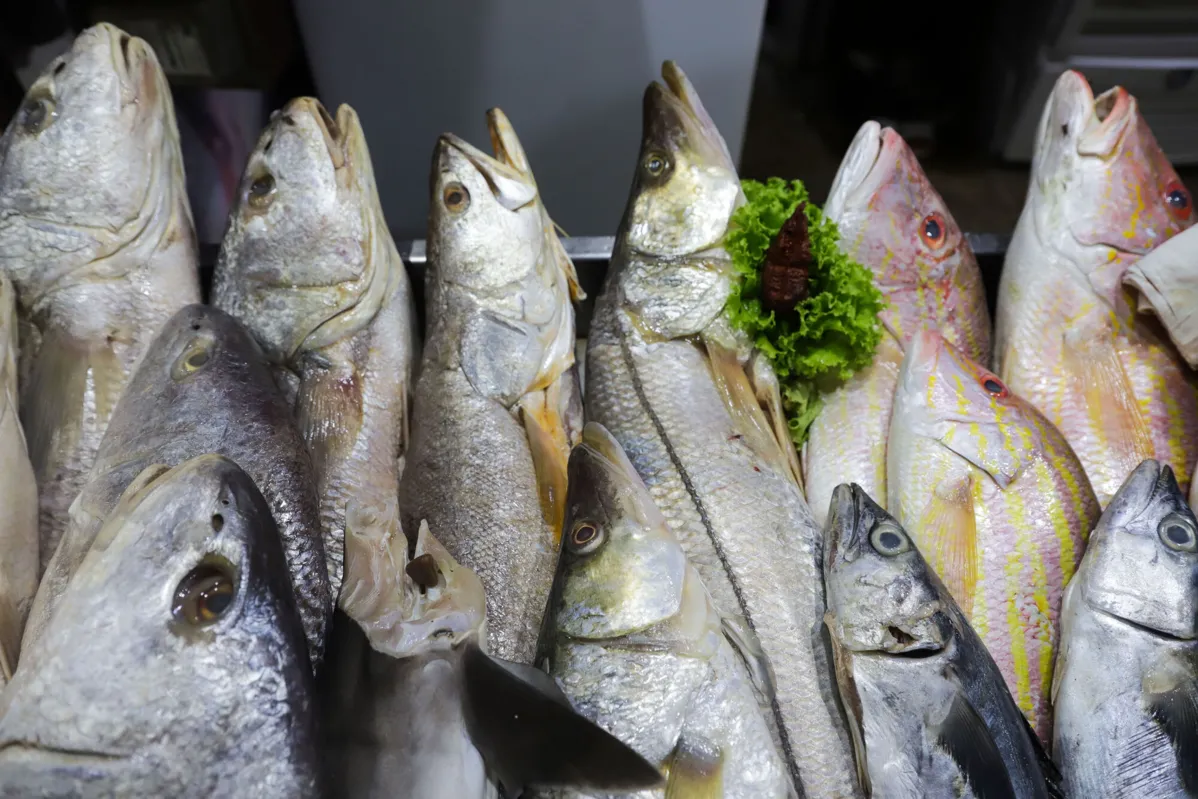 Desde 2004, o consumo de pescados no Brasil subiu de 6,5 kg para 10 kg por habitante/ano, um crescimento de 65% até 2023
