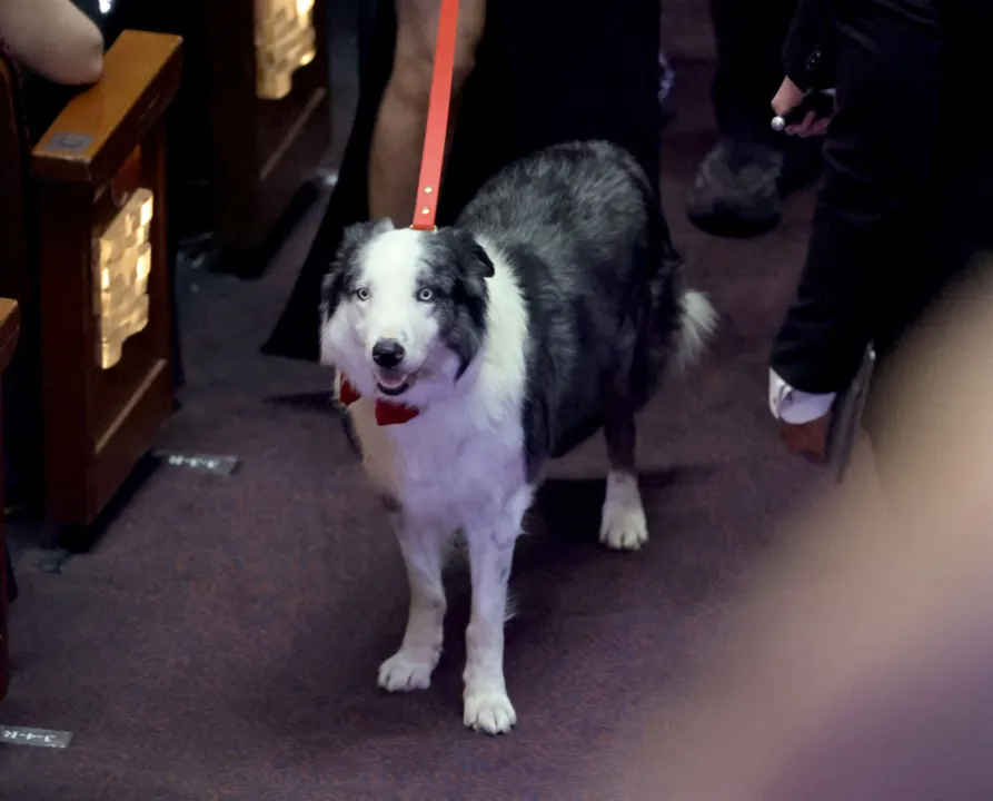 Cãozinho até interagiu com Jimmy Kimmel, apresentador da festa do cinema