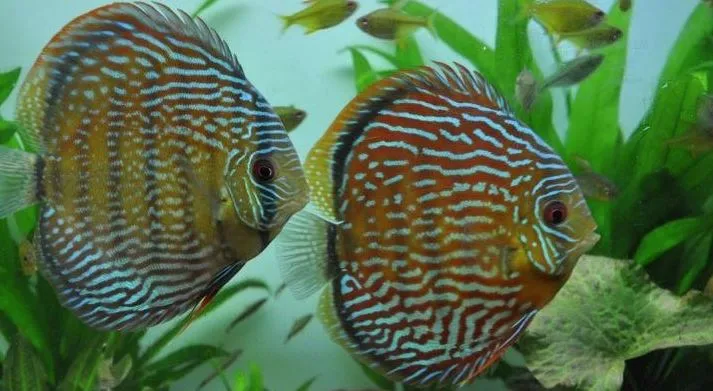 No Brasil, é permitido o comércio de mais de 2 mil espécies de peixes ornamentais