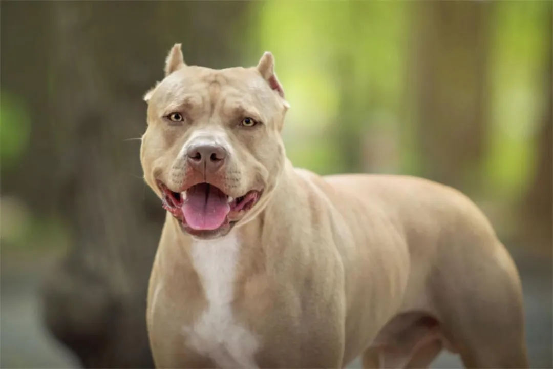 Cães da raça Pitbull também costumam ser carinhosos, dóceis, leais e inteligentes