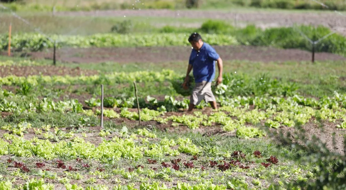 Têm direito a receber o benefício os agricultores familiares com renda mensal de até um salário-mínimo e meio