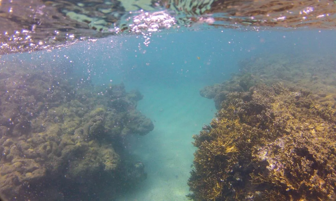 Fenômeno do branqueamento está avançando em recifes de corais do Nordeste brasileiro