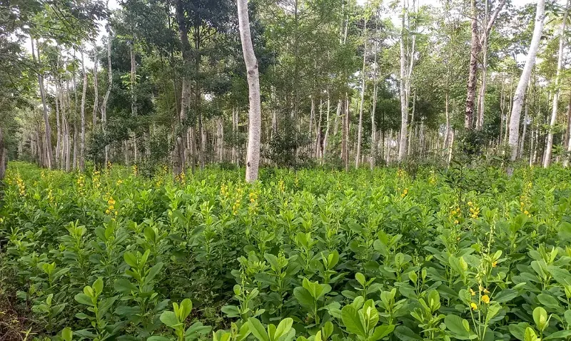 De acordo com levantamento da MapBiomas, entre os anos de 2019 e 2022, o Brasil perdeu 9,6 milhões de hectares de vegetação nativa.