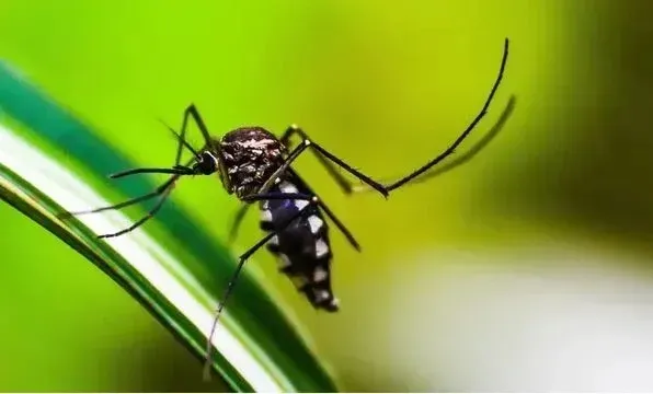 A Bahia alcançou a marca de 172.468 mil casos prováveis de dengue