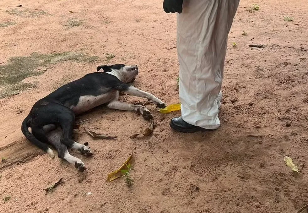 Cachorro morreu após ataque de abelhas