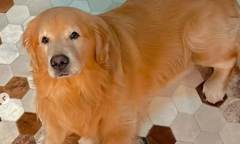 O animal, da raça Golden Retriever, morreu durante o voo G3 1527 da empresa Gol