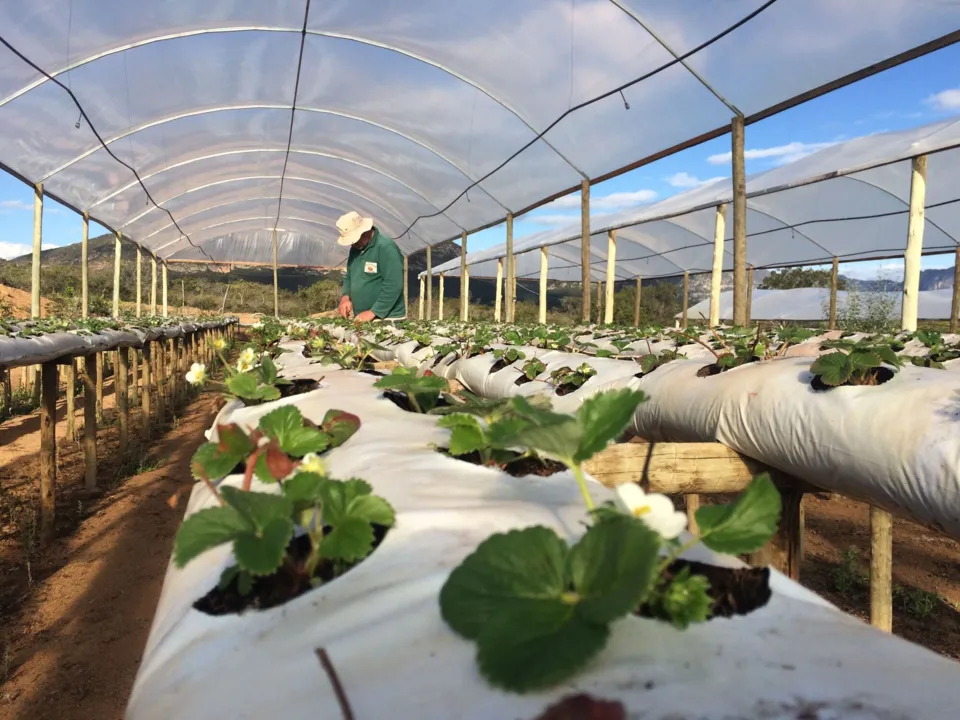 Estufa de morango: conhecer o processo de plantio, colheita e degustar  as frutas vermelhas estão entre as novas rotas da região