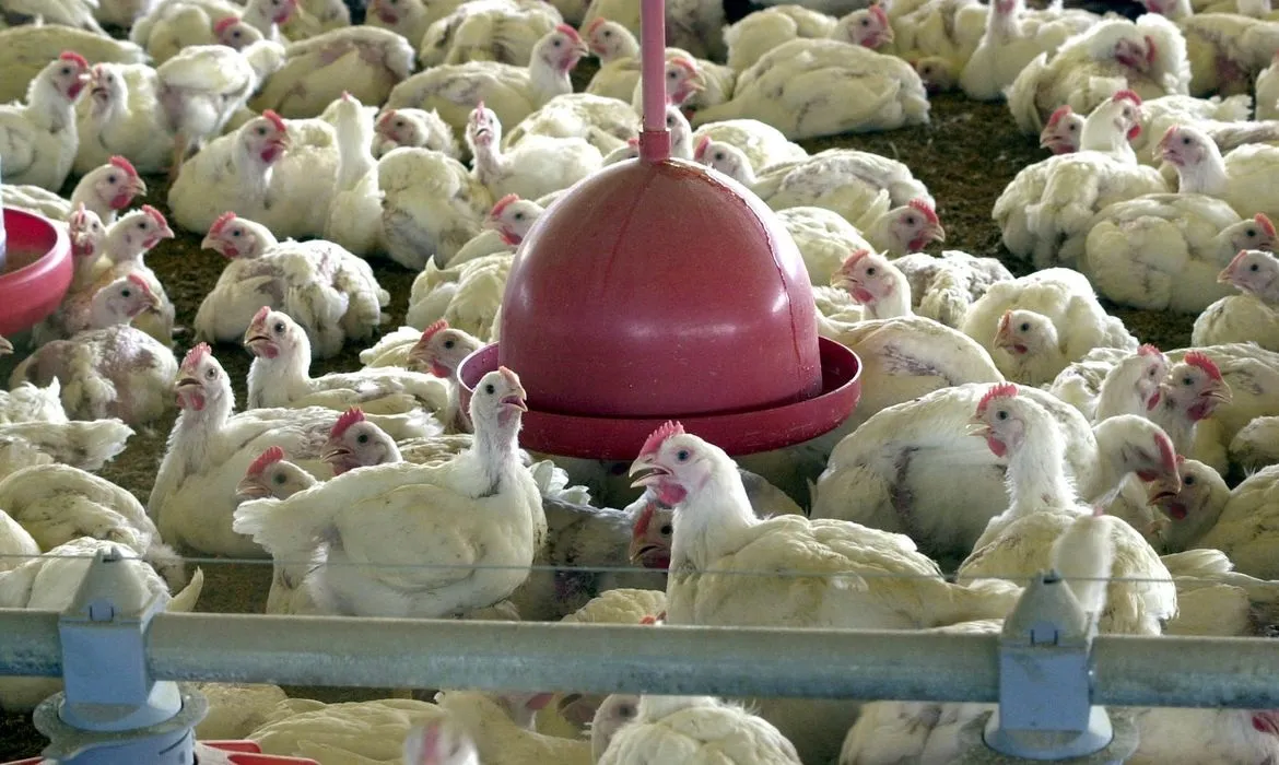 Brasil exportou US$ 1,61 bilhão em carnes de aves para a China em 2023