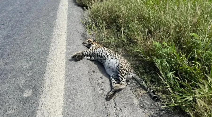 Há suspeita que o animal tenha sido atropelado