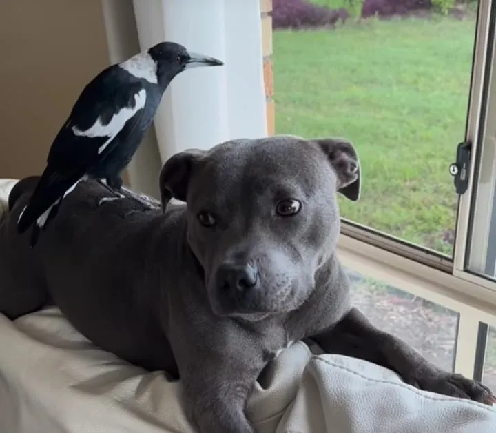 Animais têm um perfil nas redes sociais