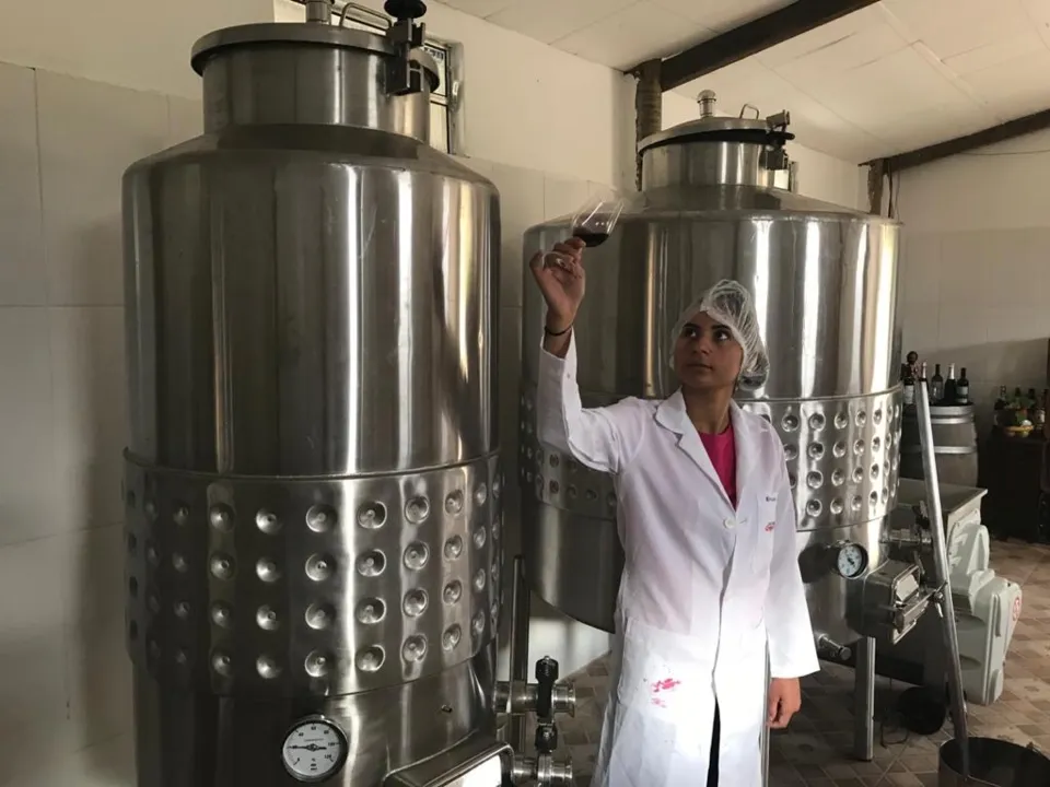 Fermentação é uma das etapas da fabricação de vinhos