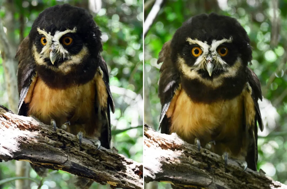 Coruja-murucututu é reintegrada à natureza