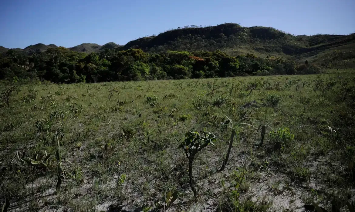 Área de desmatamento no Cerrado diminuiu 48%, na comparação com dezembro de 2023