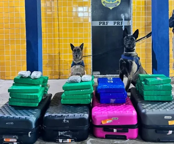 Drogas estavam em quatro malas, no bagageiro do ônibus