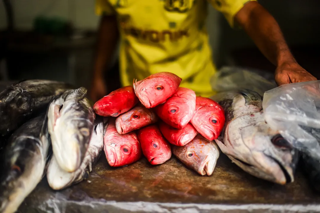 Nos últimos quatro anos a distribuição de peixes aconteceu no Porto da Ribeira