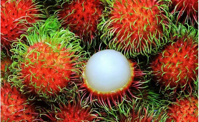 O rambutan é cultivado comercialmente na Bahia