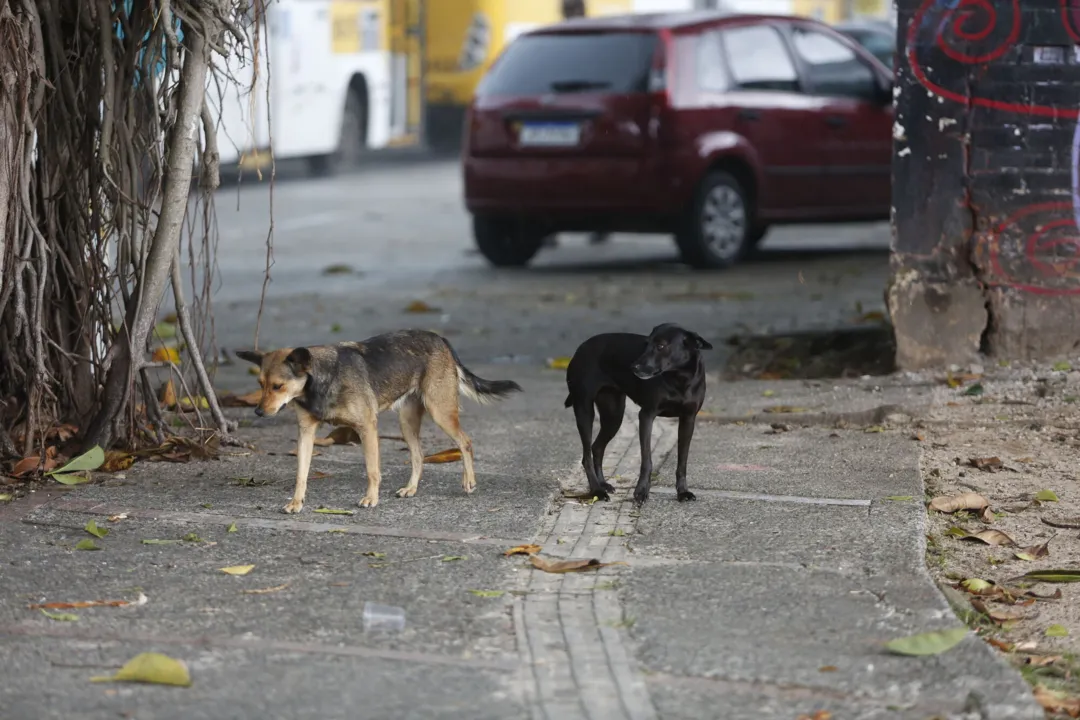 Imagem ilustrativa da imagem Feto é encontrado dentro de sacola após ser carregado por cachorro