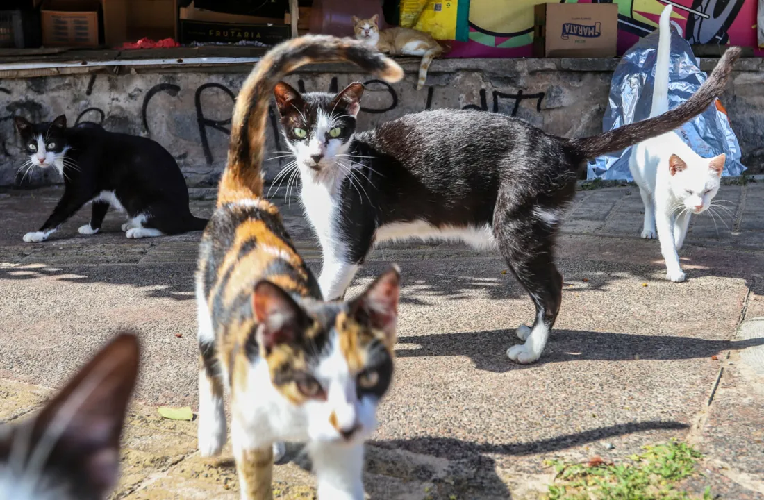 ONG Doce Lar irá receber animais abandonados em Piatã