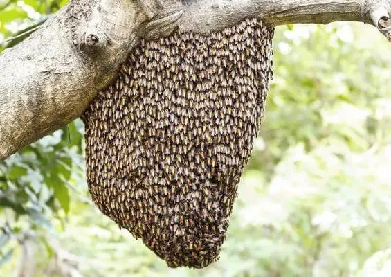 Caso aconteceu em uma comunidade quilombola