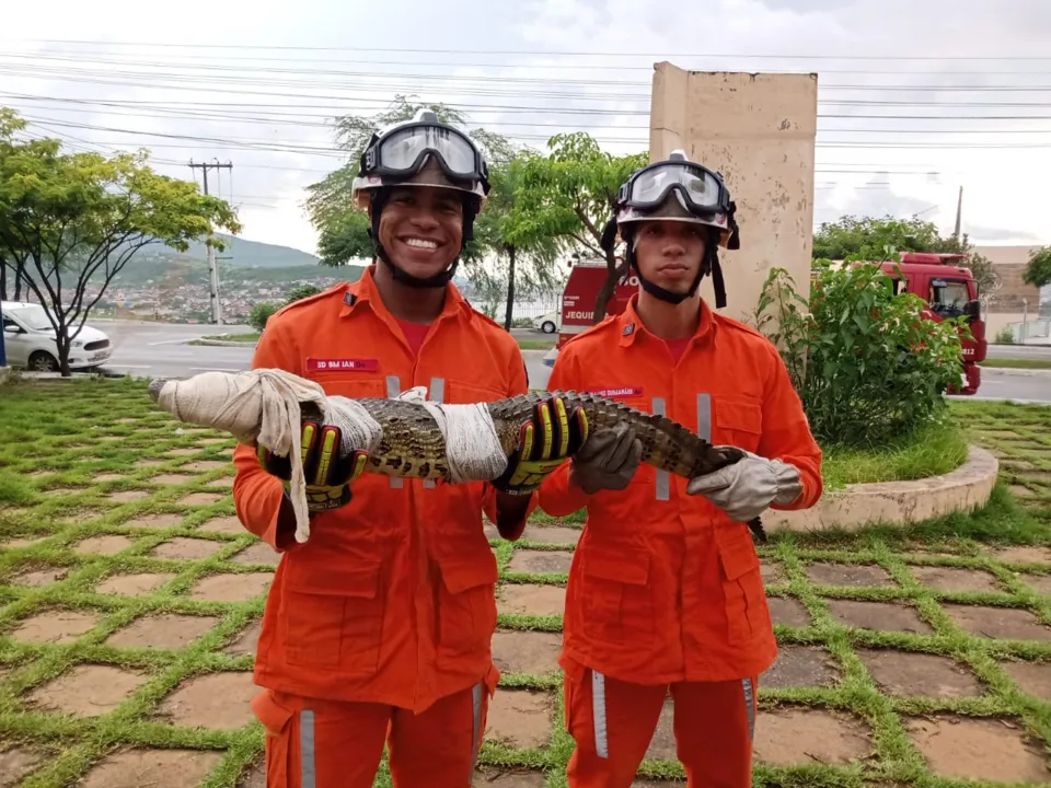 Após o resgate, o animal foi levado para o Instituto do Meio Ambiente e Recursos Hídricos (Inema)