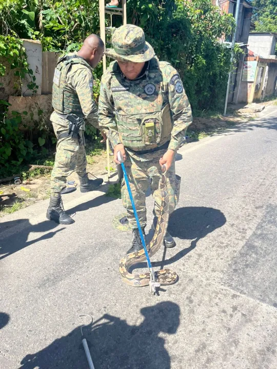 O réptil foi resgatado pela guarnição e encaminhado para a sede da Coppa