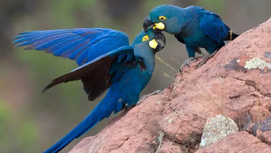 Canudos, na Bahia, é um dos municípios da região endêmica onde existem os paredões que servem de dormitórios para a Arara-Azul-de-Lear