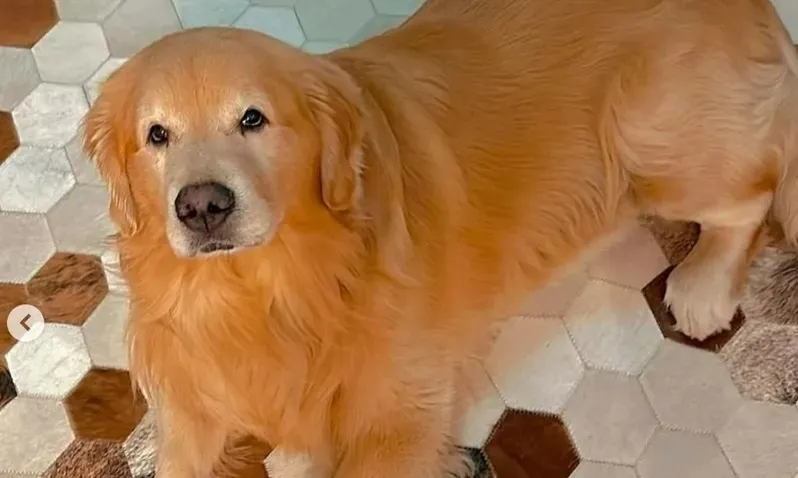 Joca, o golden retriever que morreu após ser mandado pela companhia aérea Gol para o estado errado