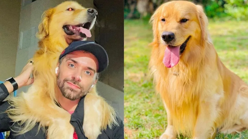 O cãozinho Joca, um golden retriever de cinco anos de idade