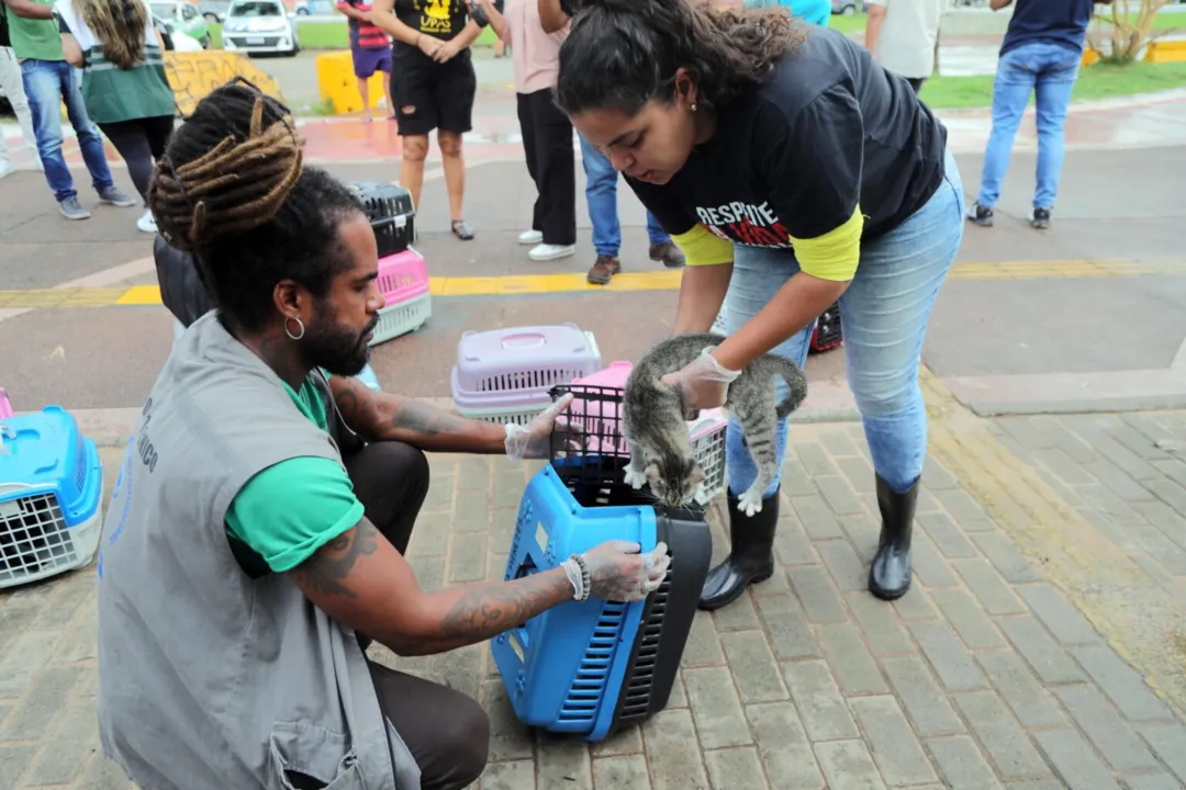 Animais receberão cuidados necessários e serão disponibilizados para adoção.