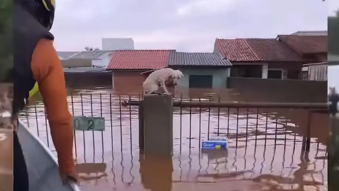 Imagem ilustrativa da imagem Pelo menos 3,5 mil animais ilhados pela chuva foram resgatados no RS