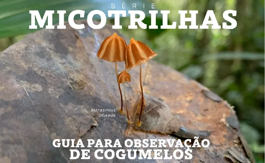 Guia de Observação de Cogumelo