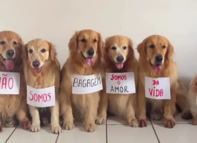 Vídeo também pede que as companhias aéreas sejam pet friendly