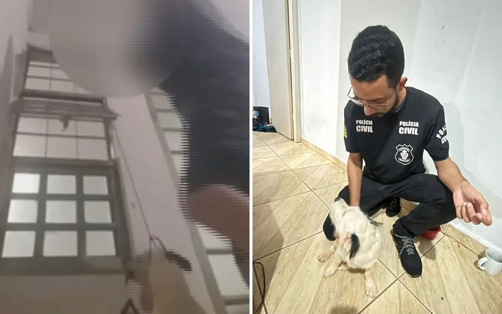 Animal foi resgatado com vida e que aparenta estar bem