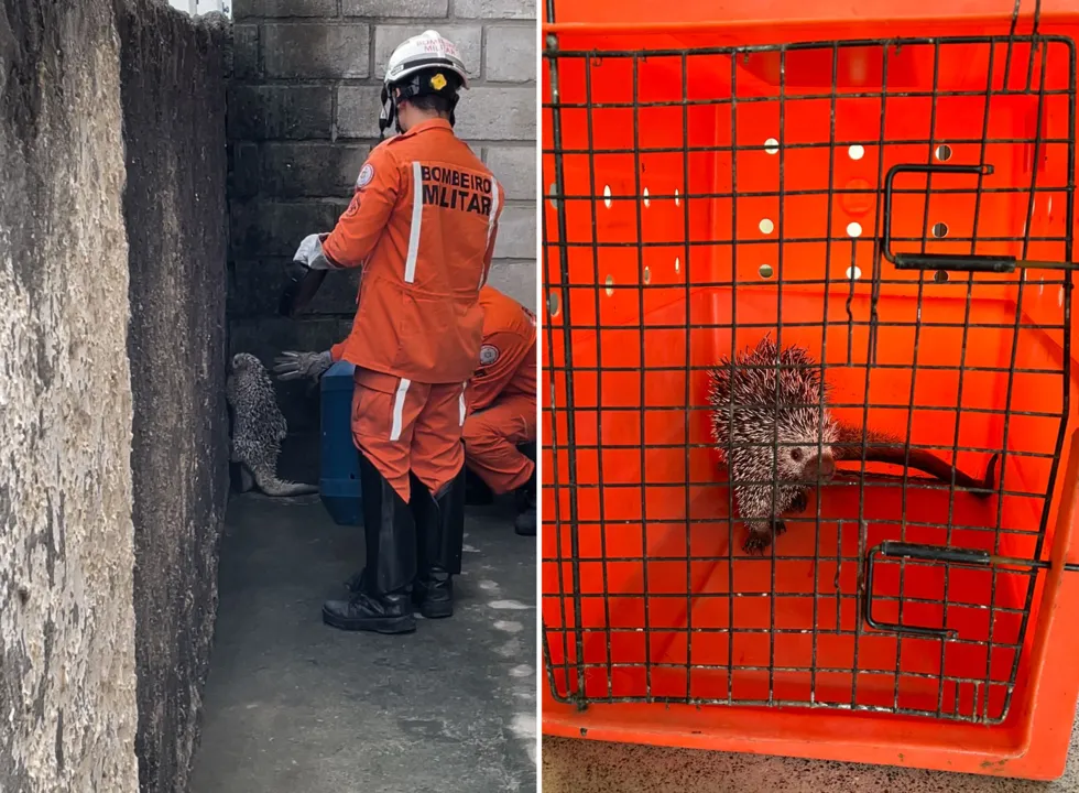 Bombeiros levaram animal para sede do Inema, onde será avaliado e solto na natureza.