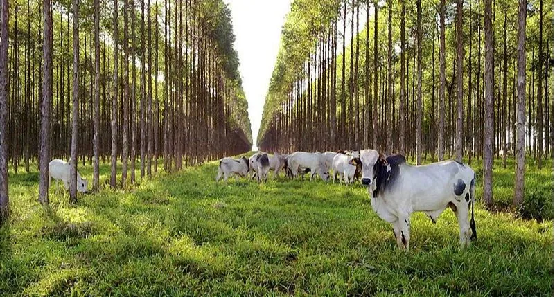 As aberturas deste ano já contemplam todos os continentes