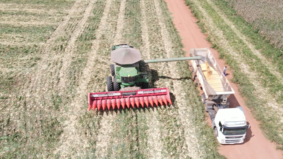 O cultivo de milho é um dos carros-chefes, ao lado de soja e algodão, do agronegócio no Oeste da Bahia