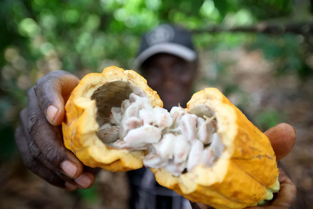 Nos últimos anos, a produção do cacau na Bahia tem demonstrado uma significativa queda