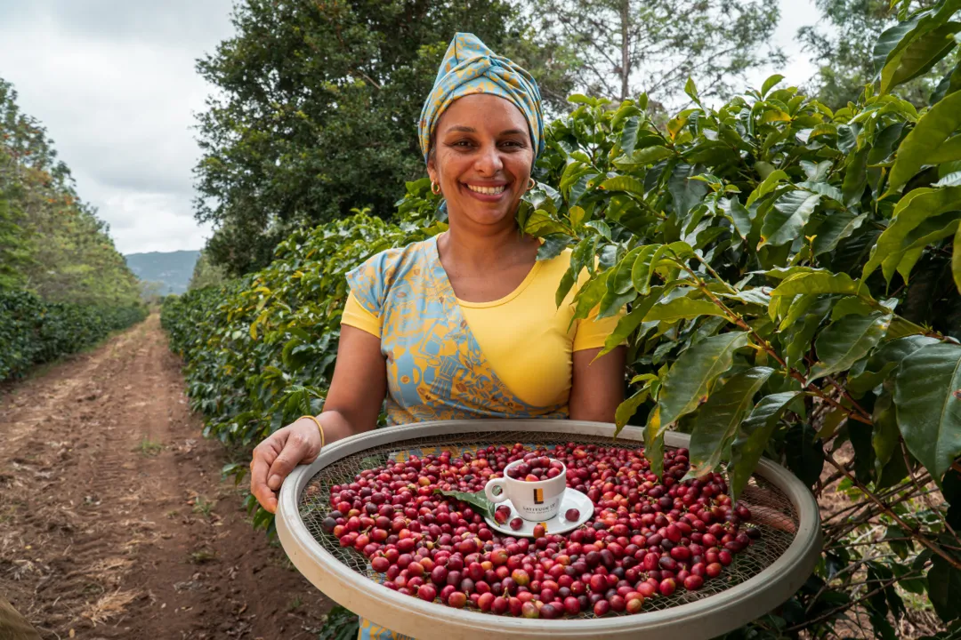 Bahia produz conilon e arábica em regiões diferentes do estado