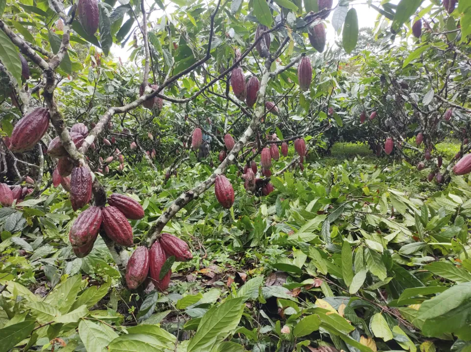 A época da Páscoa traz a tradição do consumo de guloseimas, como barras e ovos de chocolate, que têm em suas composições as amêndoas de cacau